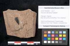Foto (Objekt + Etikett) von Araucaria sternbergii Goeppert (NHMW-GEO-2024-0188-8285)